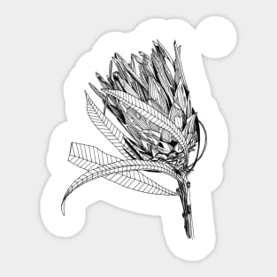 Protea leaning scientific nature black ink pen drawing illustration Sticker